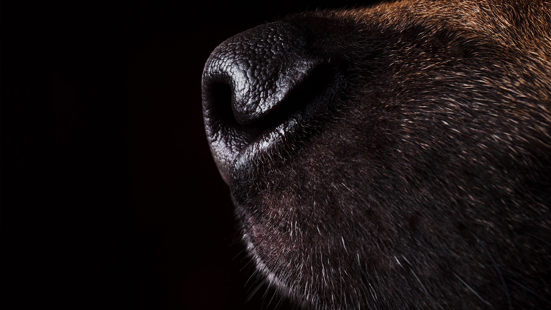 la photo d'une truffe de chien